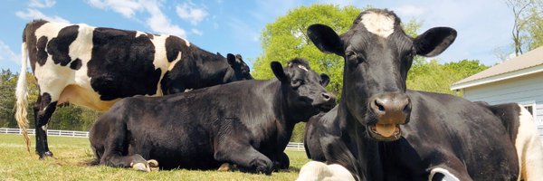TheGentleBarn Profile Banner