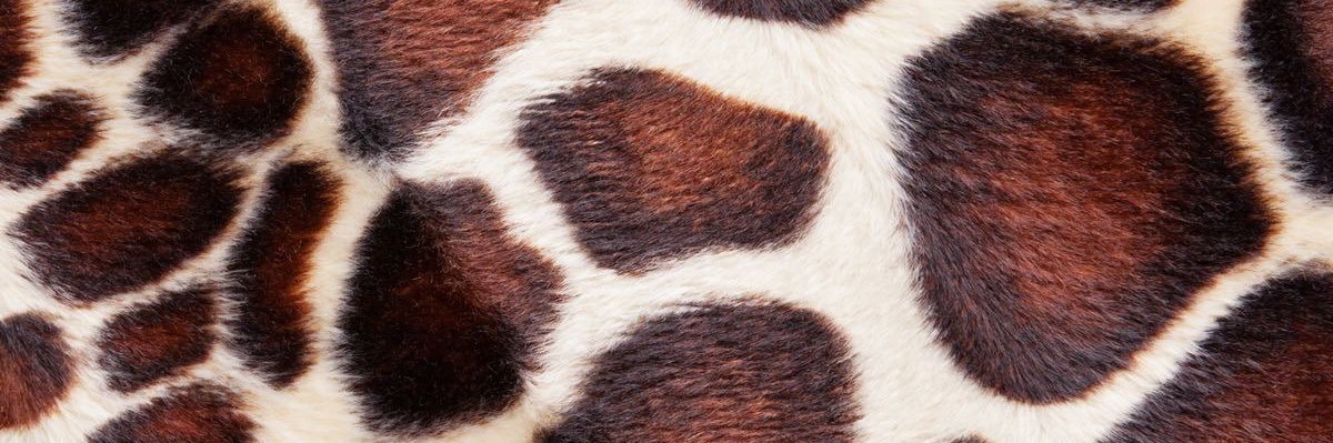 lexificken's profile banner image