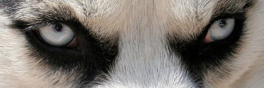 Repay_Setzer's profile banner image