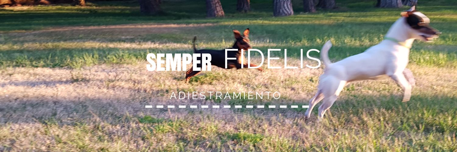 AdSemperFidelis's profile banner image