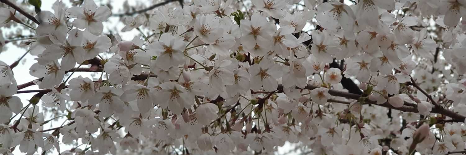 angelsoyeun's profile banner image