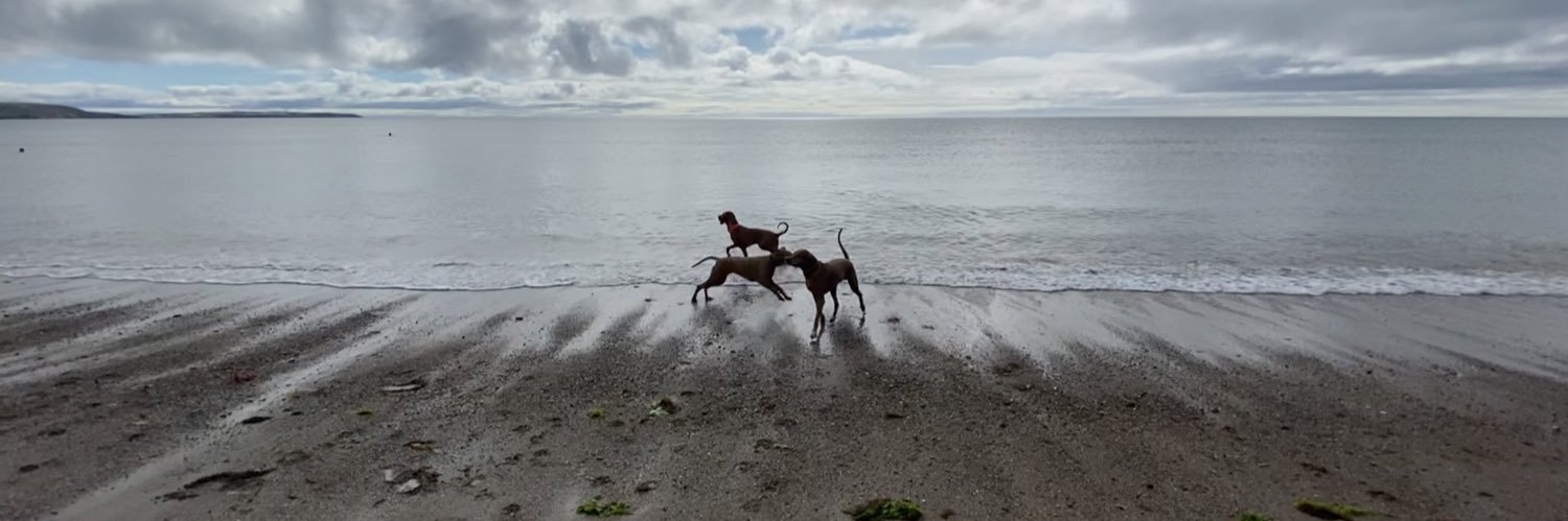 Rachel Strouts banner