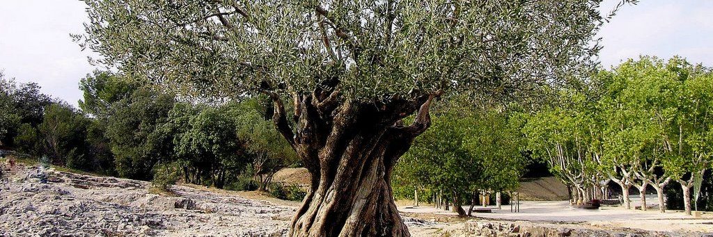 Octave Auguste banner