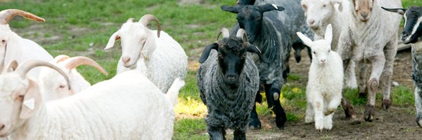 SusanWiseBauer Profile Banner