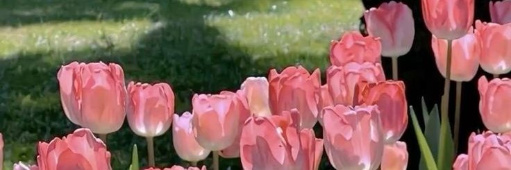 carolinferr_'s profile banner image