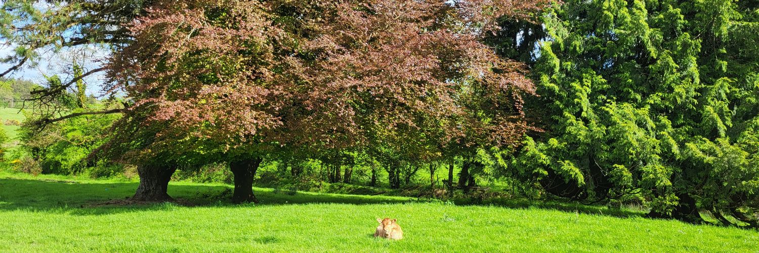 grainne_pd's profile banner image