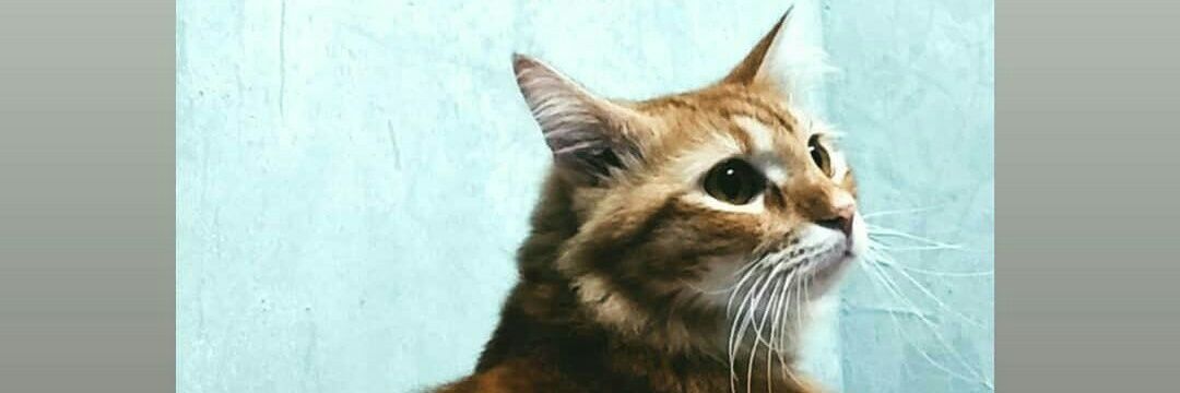 AnisAiman's profile banner image