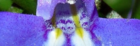 LobeliasBlog's profile banner image