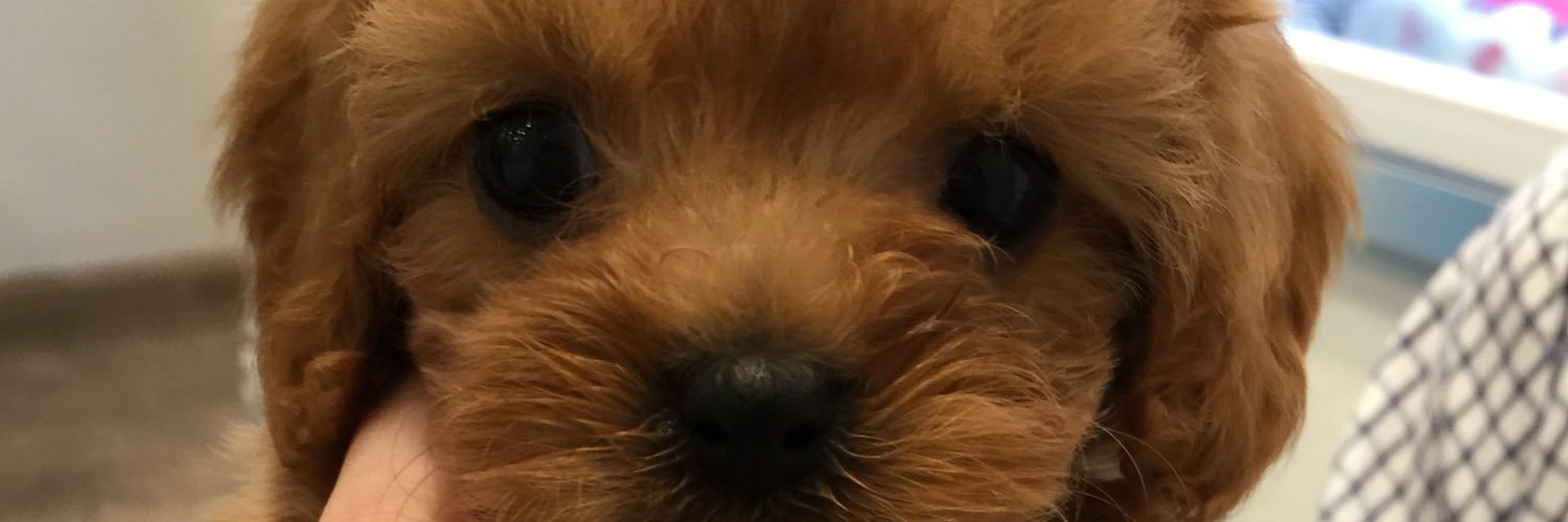 kokiKG's profile banner image