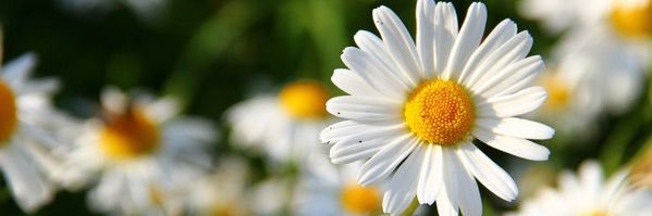 MacuFrutos's profile banner image