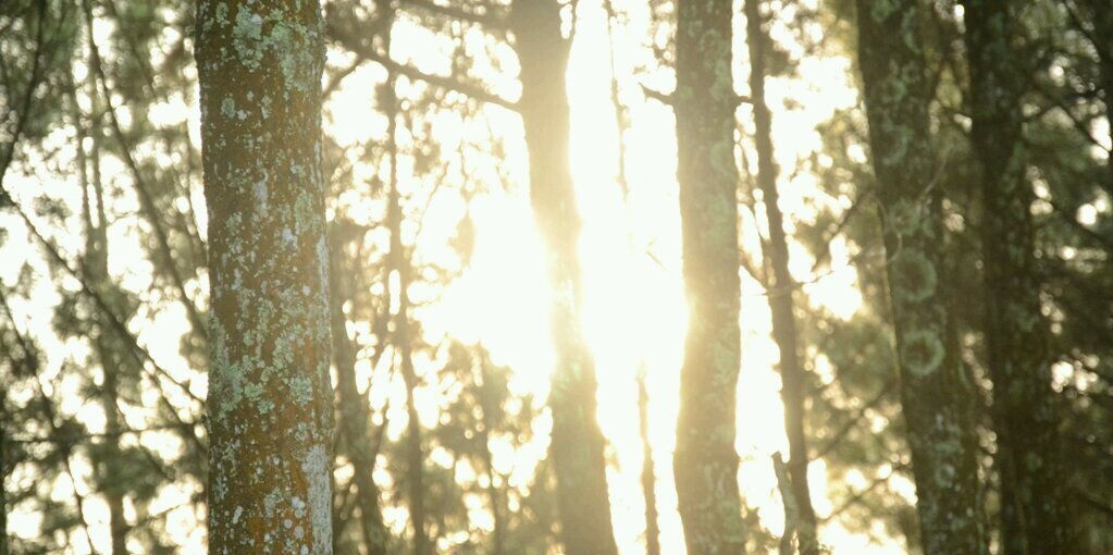 Opal banner