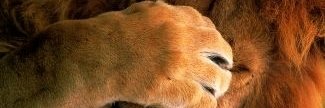 Evesarrow's profile banner image