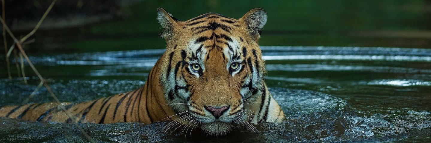 Senthil Natarajan banner