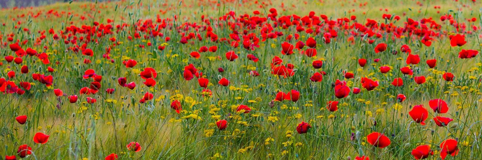 Sergio Poveda banner