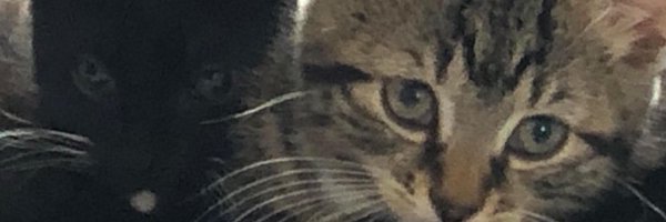ReeveLucy Profile Banner