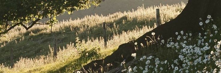 cinnamonbabby's profile banner image