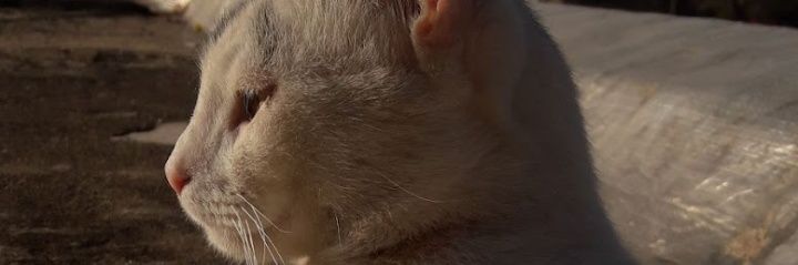antomongeee's profile banner image