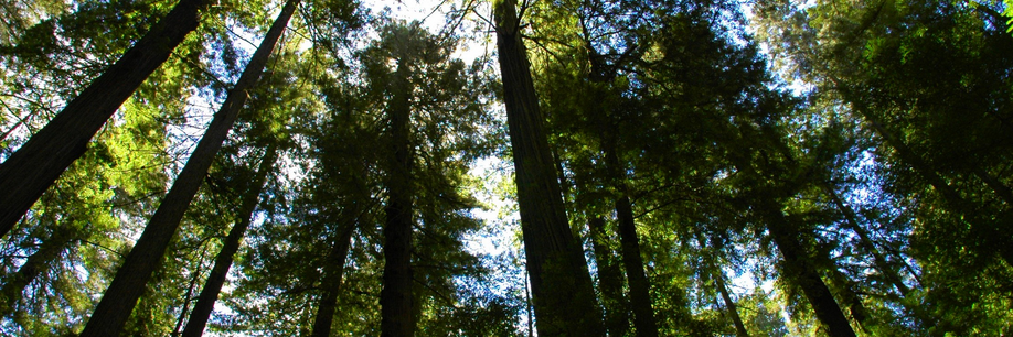 lisa_baughn's profile banner image