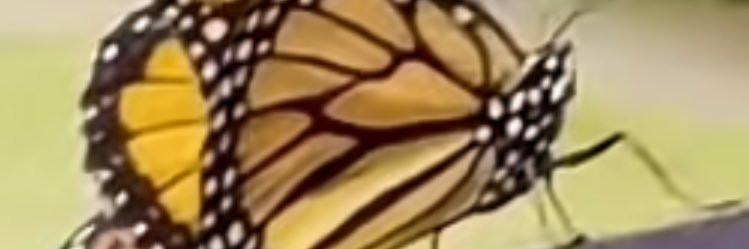 nesichen's profile banner image