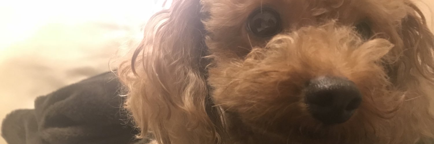 arin082's profile banner image