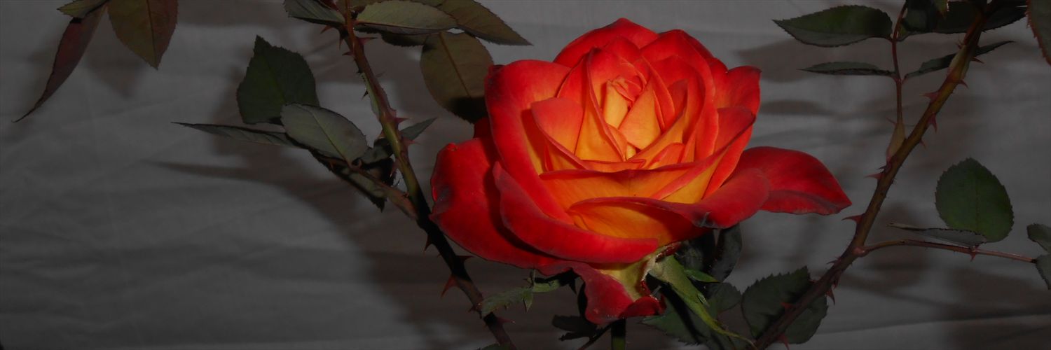 atulN94's profile banner image