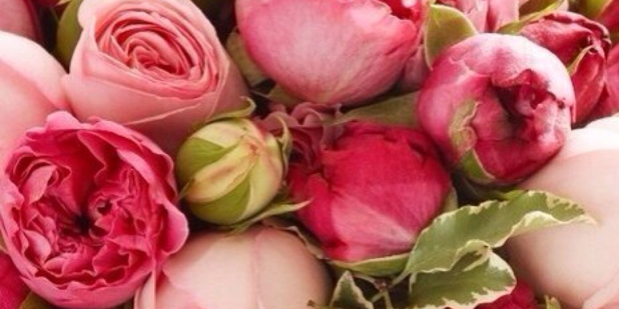 Katrin banner