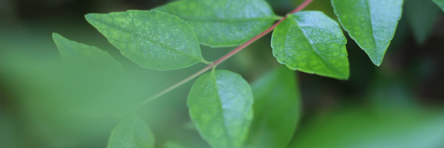 megculhane's profile banner image