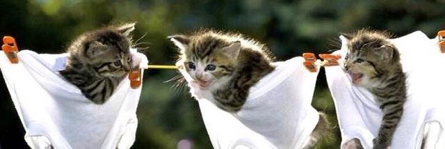 DailyAnimalDose's profile banner image