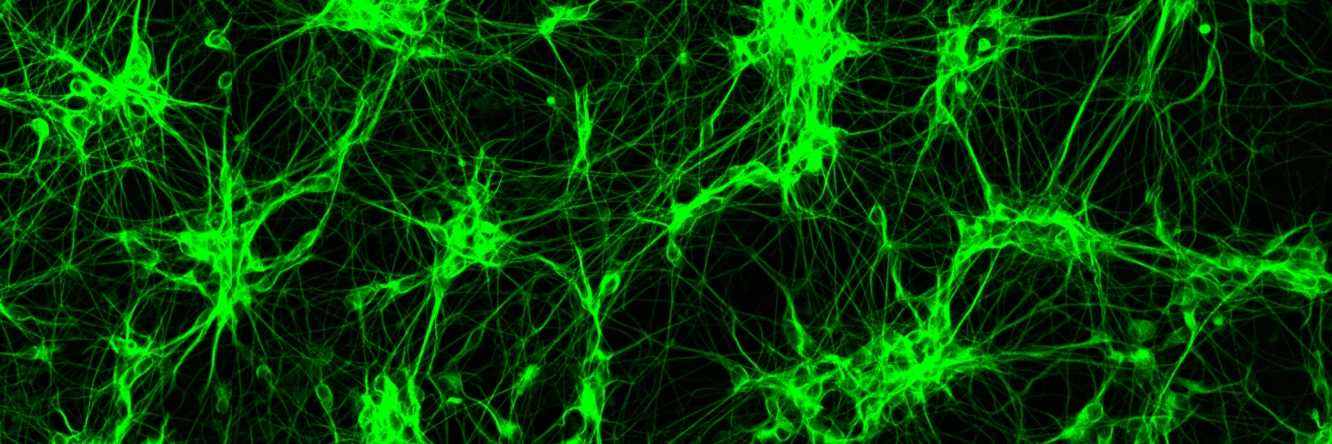 Melinda Beccari banner