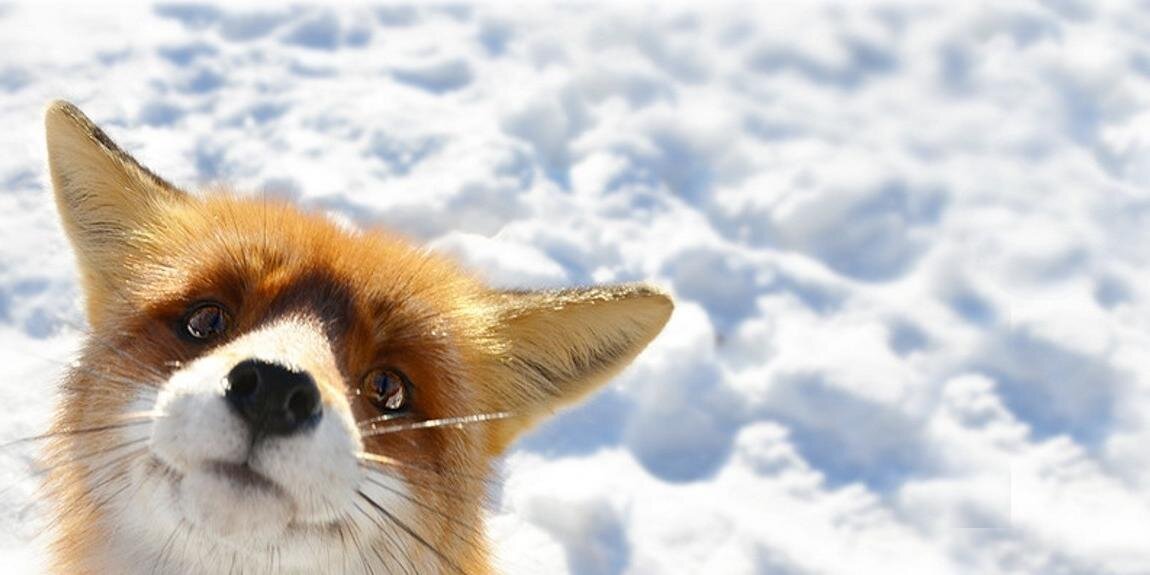 Flavidalida's profile banner image