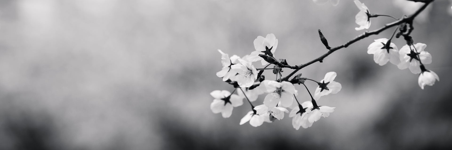 Sullivan_Kelly_'s profile banner image