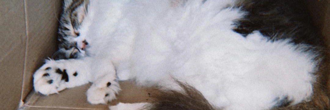 luasna_'s profile banner image