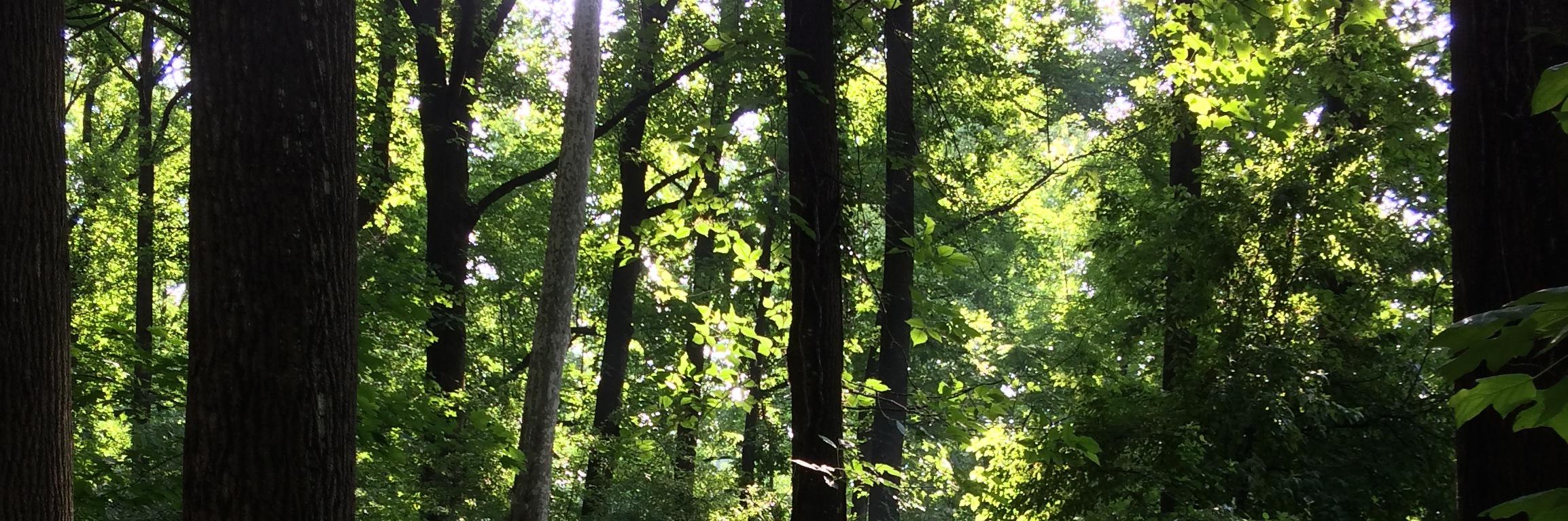 Amanda B. Fiegl banner