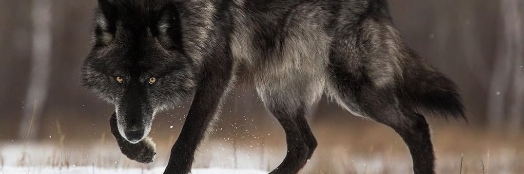 HonchooGotEm's profile banner image