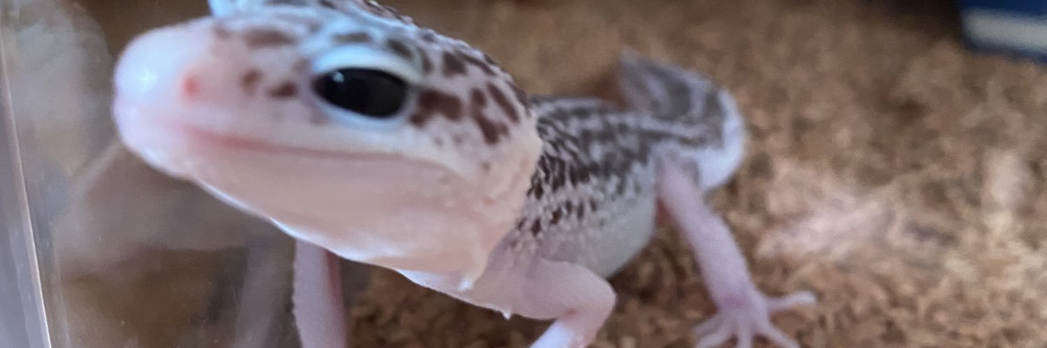 chu_vandan's profile banner image