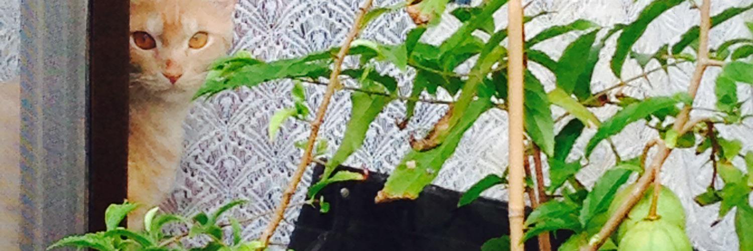 enjoydo banner