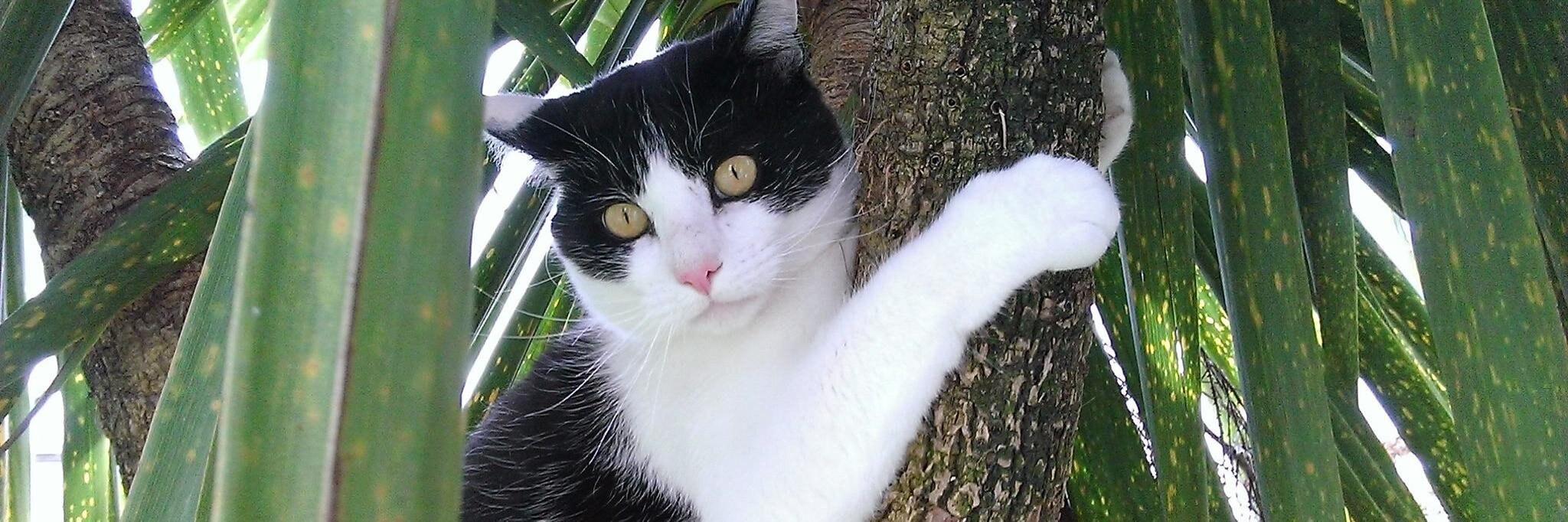 Julie Venner Beard banner