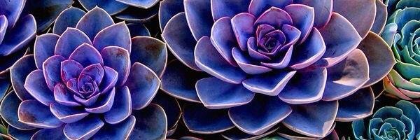 taz_abrahams's profile banner image