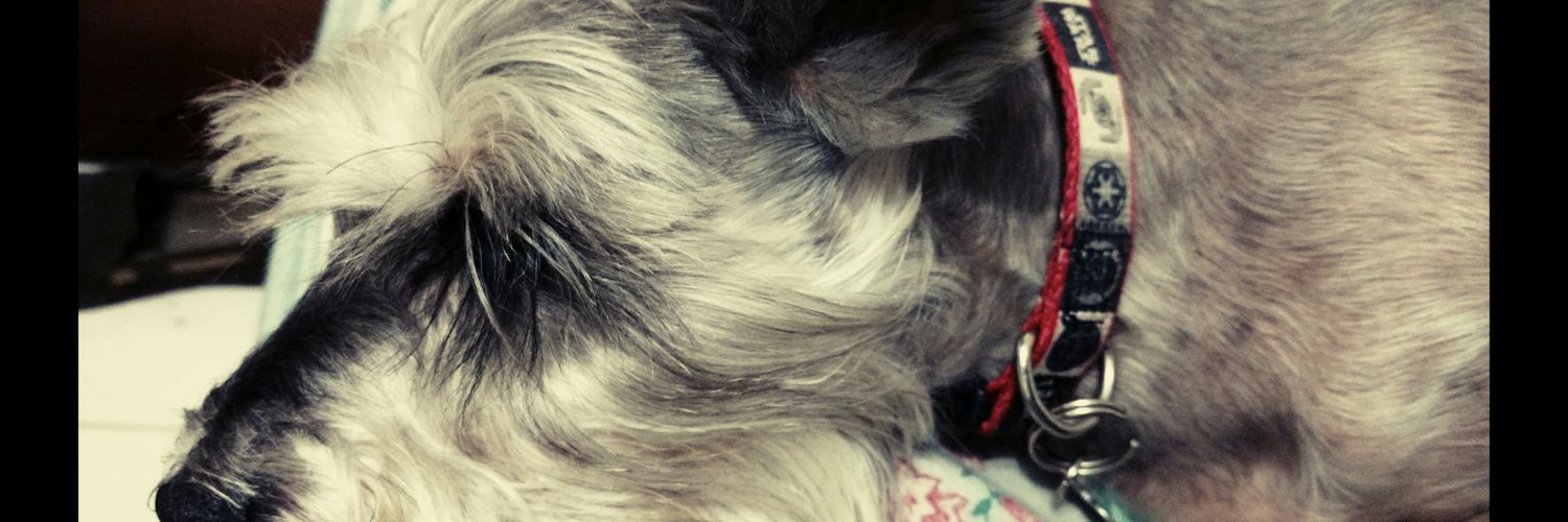 MauroXDYM's profile banner image