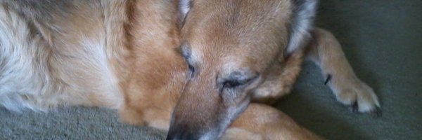 John4Stevens Profile Banner