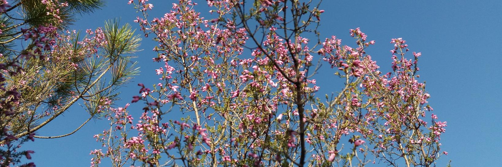 Asociación Ridimoas banner