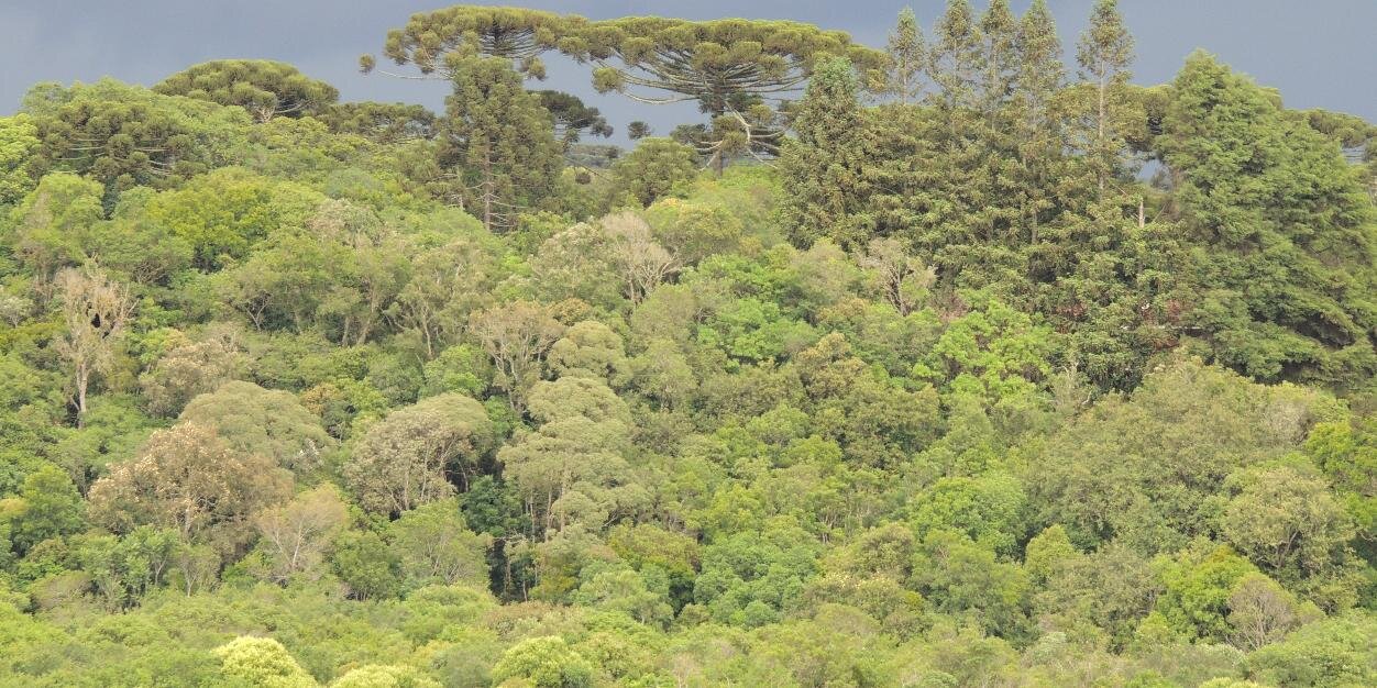 Cond. Biodiversidade banner