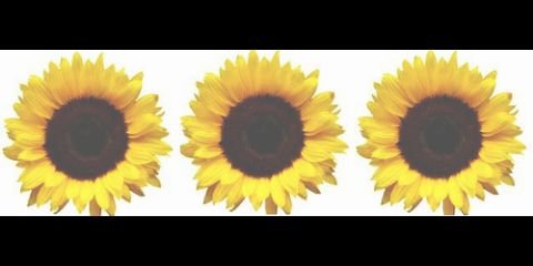 plum_silky's profile banner image