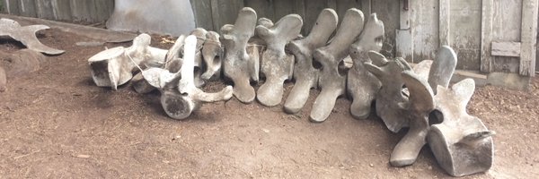 skeletonreader Profile Banner