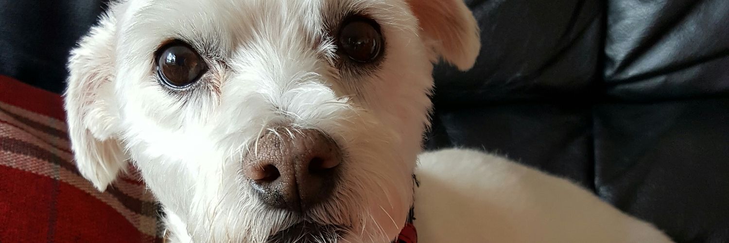 drewpyuk's profile banner image