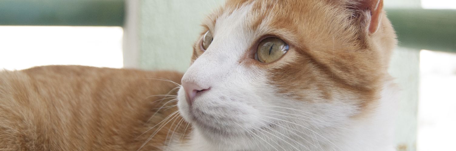 MatildeFoxie's profile banner image