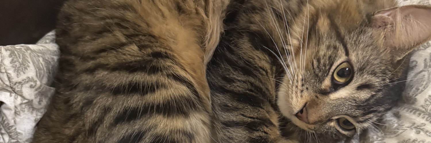 avedanna's profile banner image