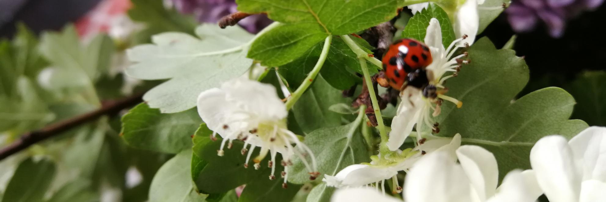 bye, bye X: follow me @cosminpopan.bsky.social banner