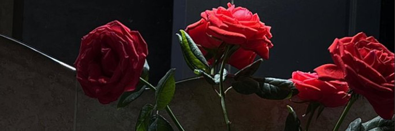 ShayaEssa's profile banner image