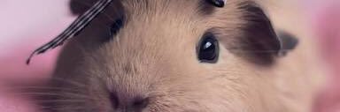 ozgenurblgn's profile banner image
